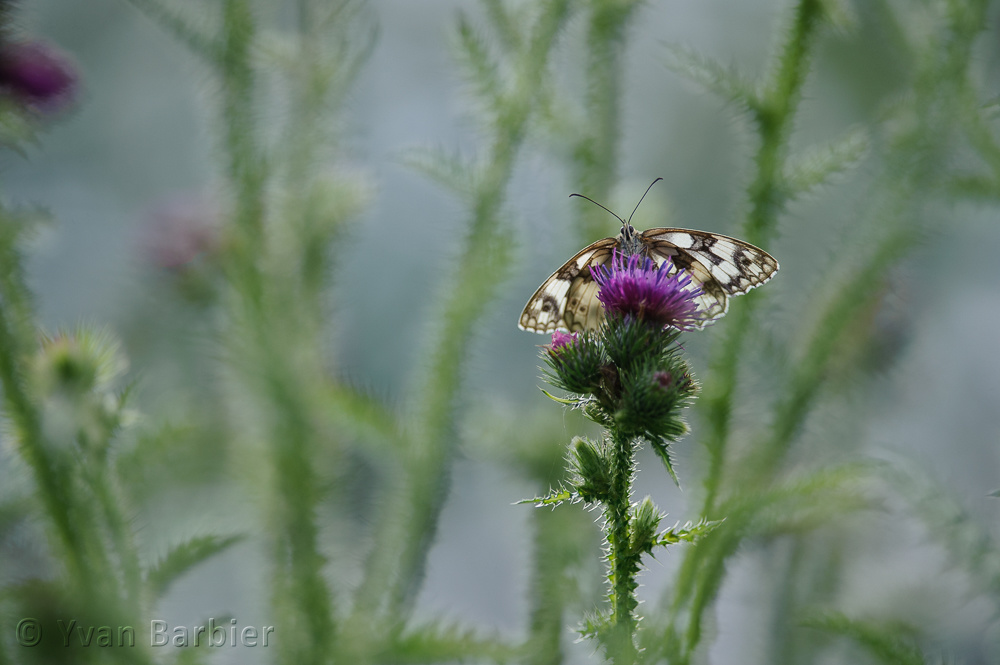 Melanargia galathea