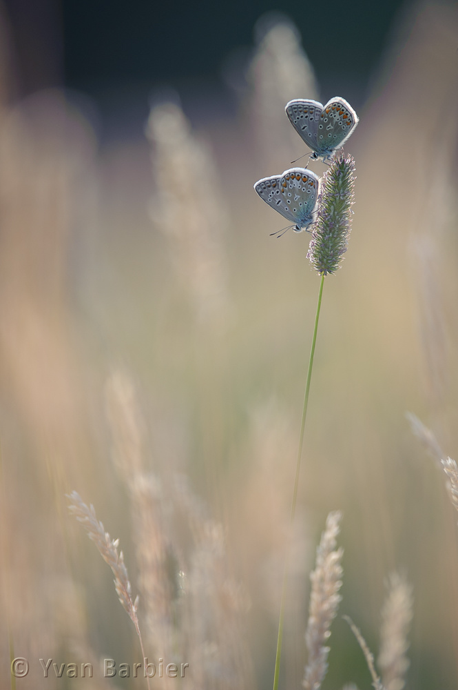 Polyommatus icarus