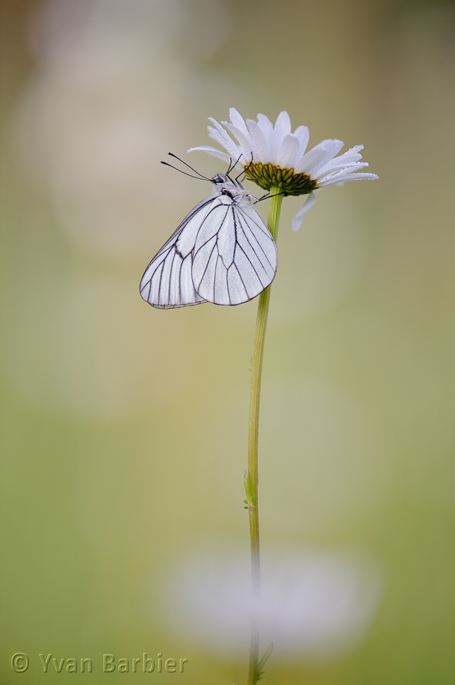 Aporia crataegi