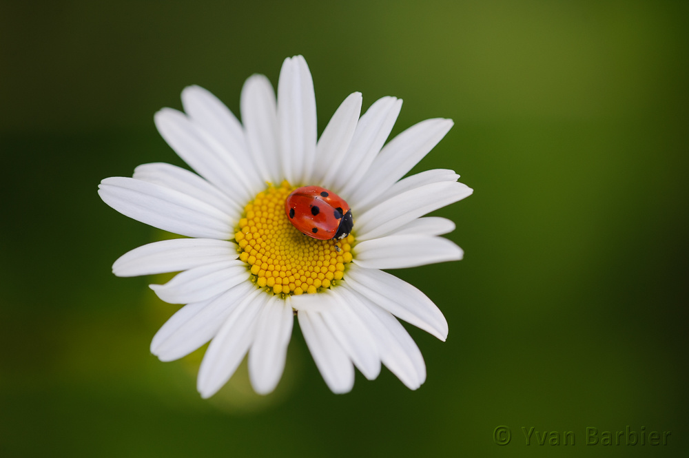 Coccinelle à 7 points