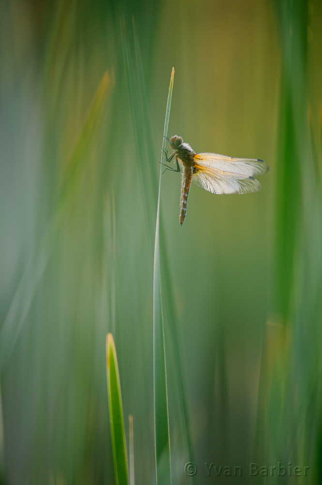 Libellula fulva