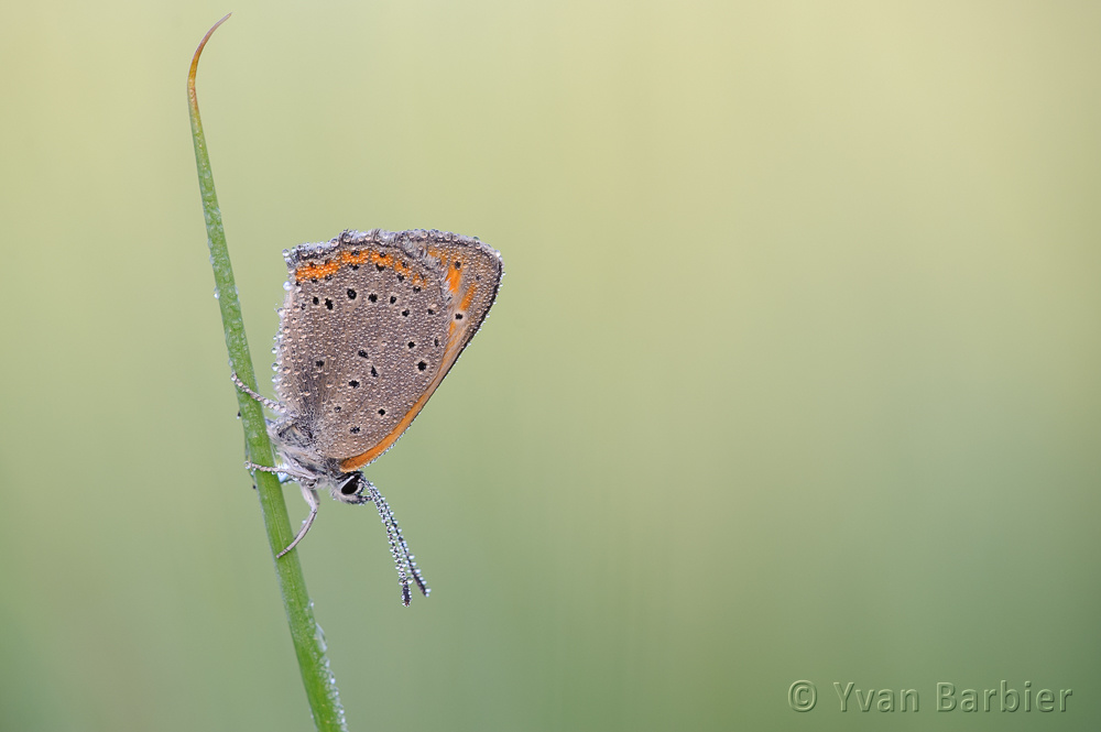 Lycaena hippothoe