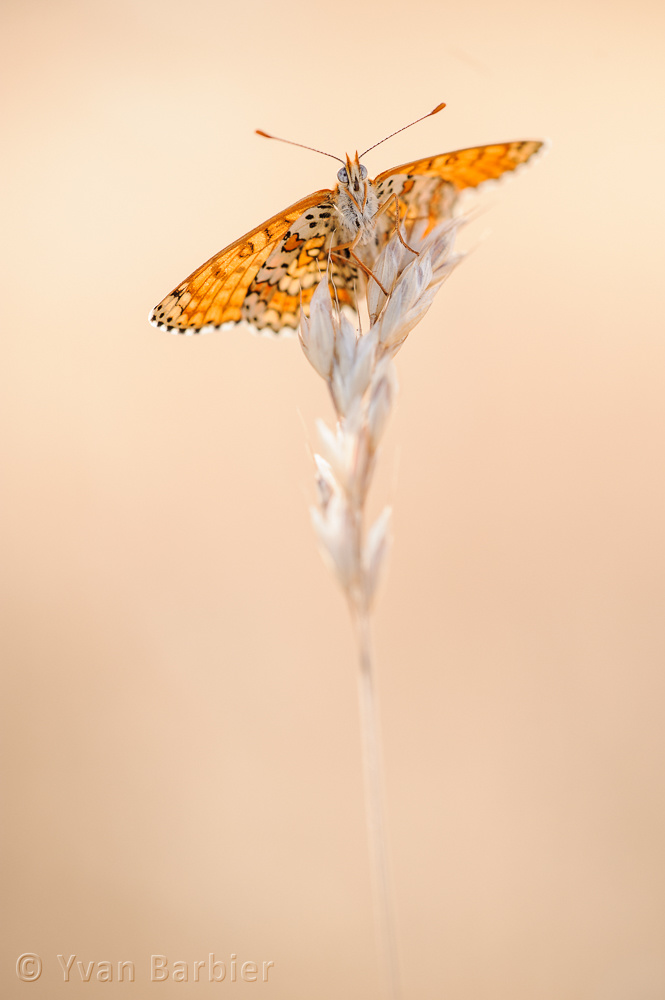 Melitaea cinxia