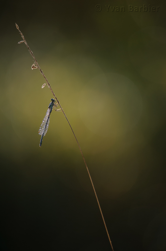 Platycnemis pennipes