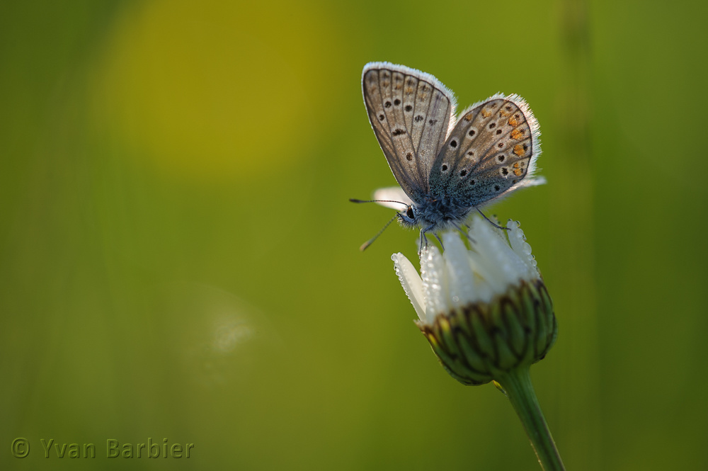 Polyommatus icarus