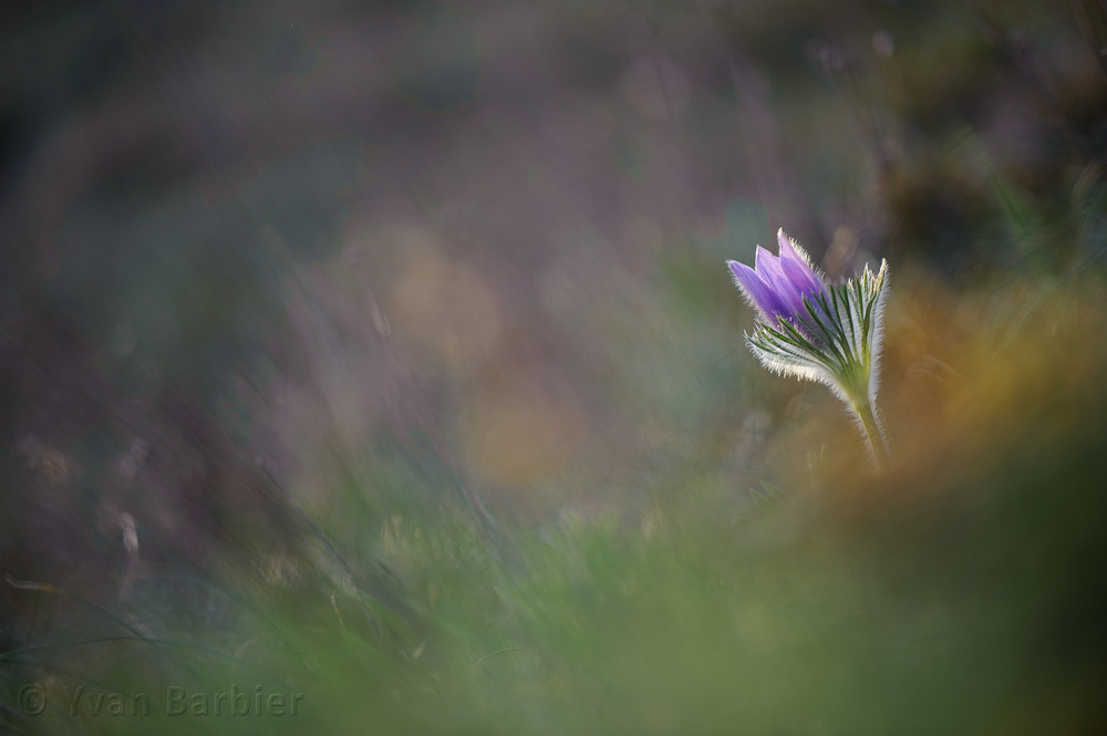 Pulsatilla vulgaris