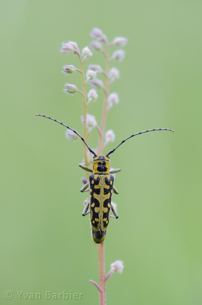 Saperda scalaris