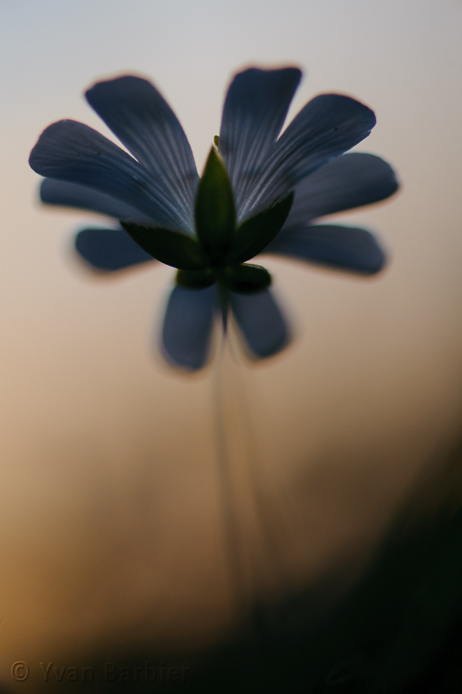 Stellaire