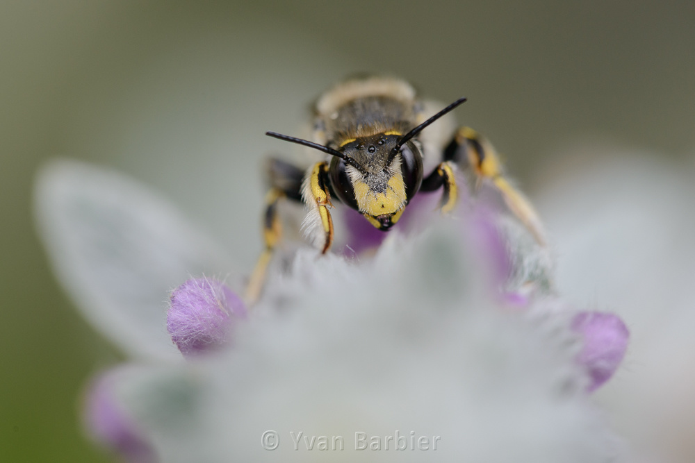 Anthidium manicatum