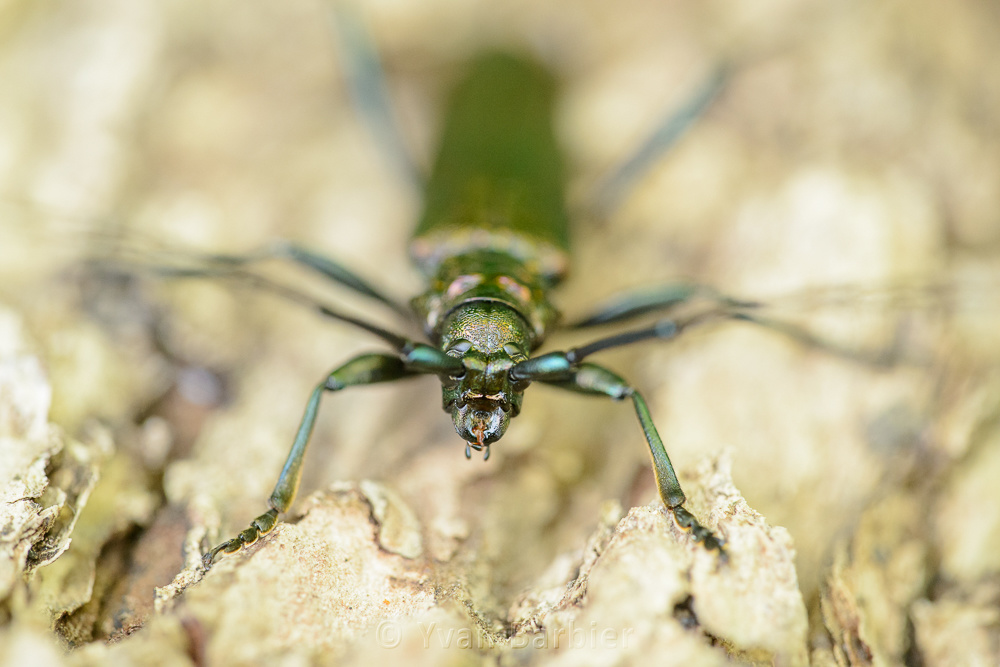 Aromia moschata