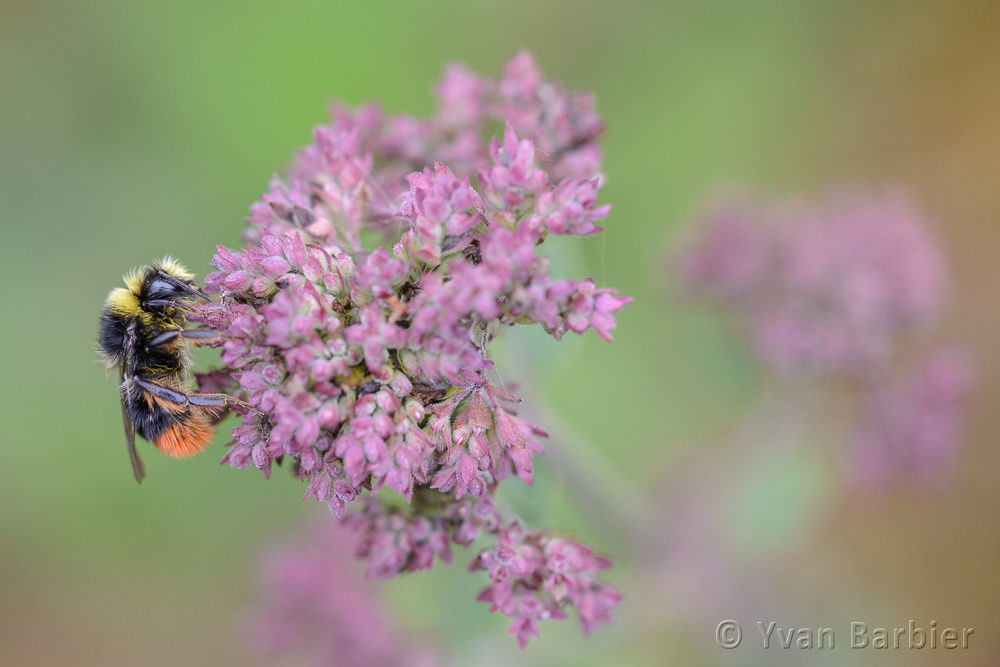 Bombus lapidarius