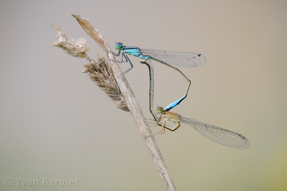 Ischnura elegans