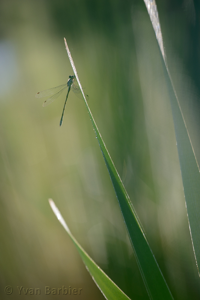 Lestes cf sponsa
