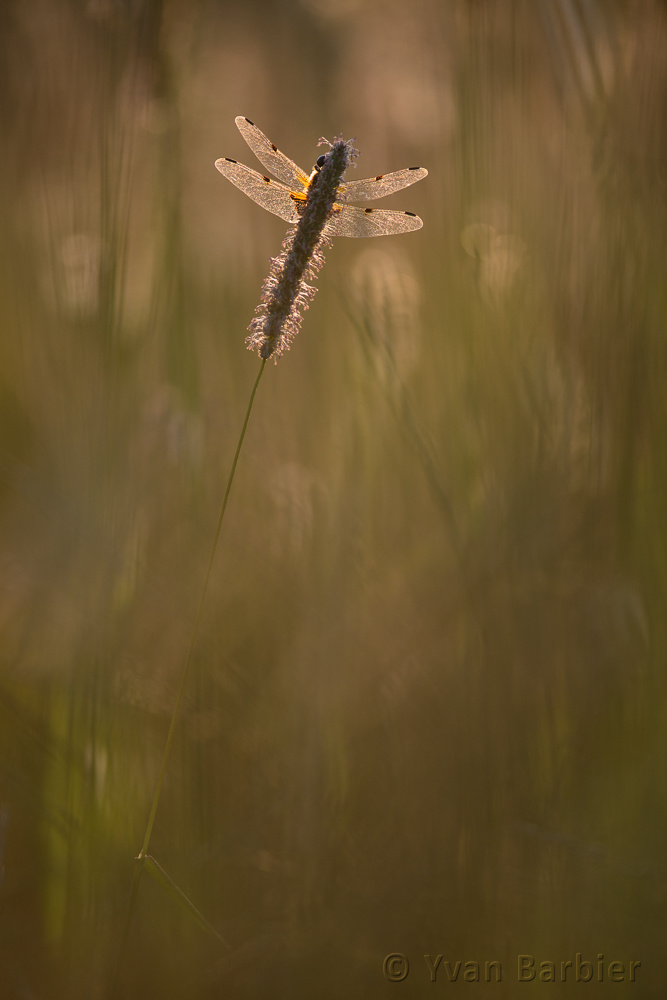 Libellula quadrimaculata