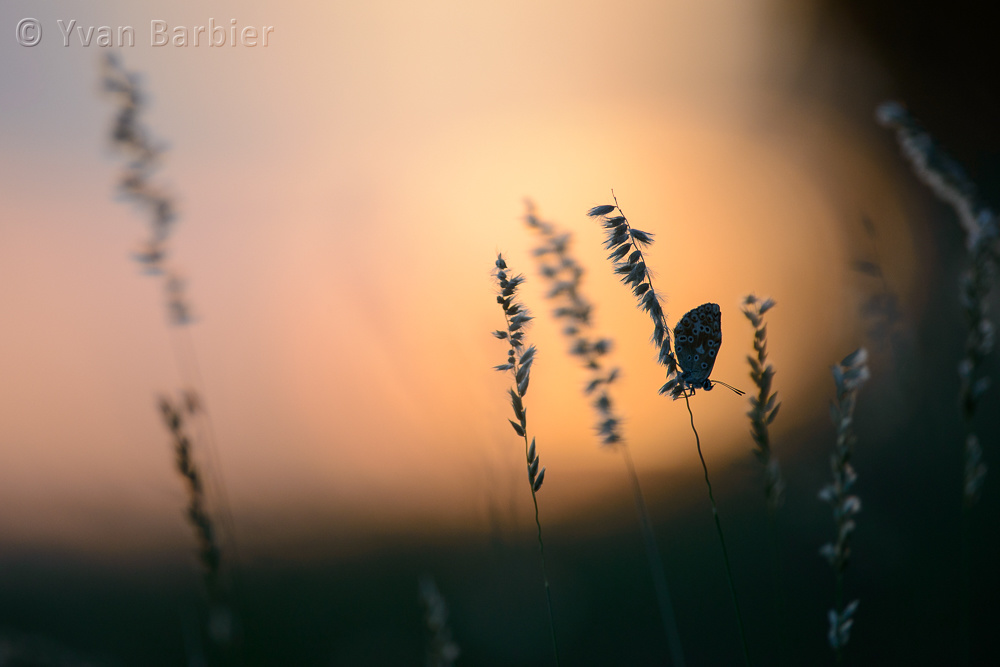 Fin de saison