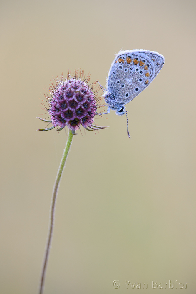 Polyommatus icarus