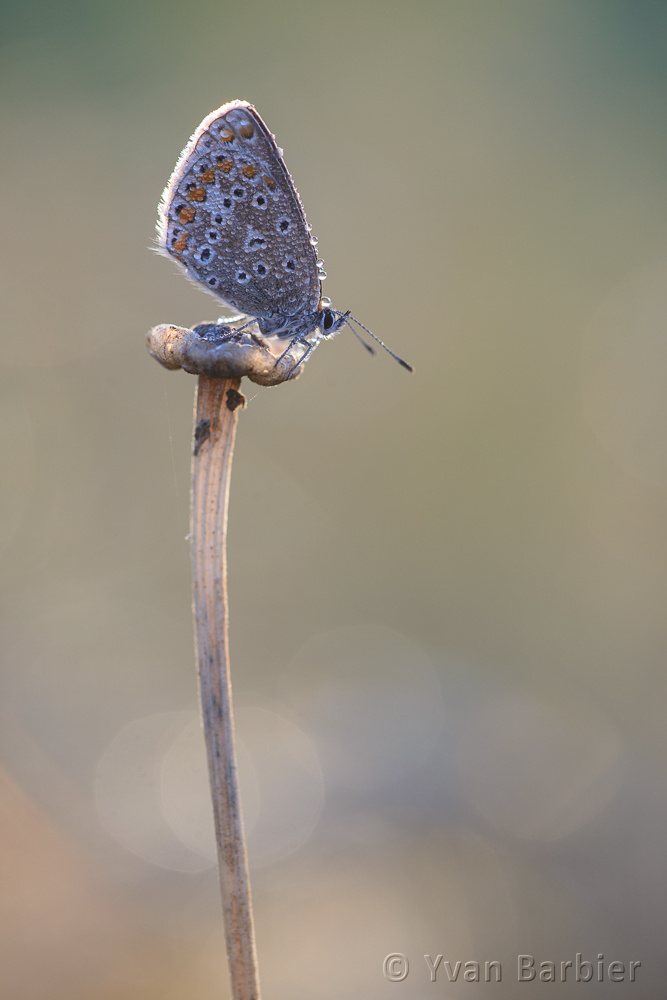 Polyommatus icarus