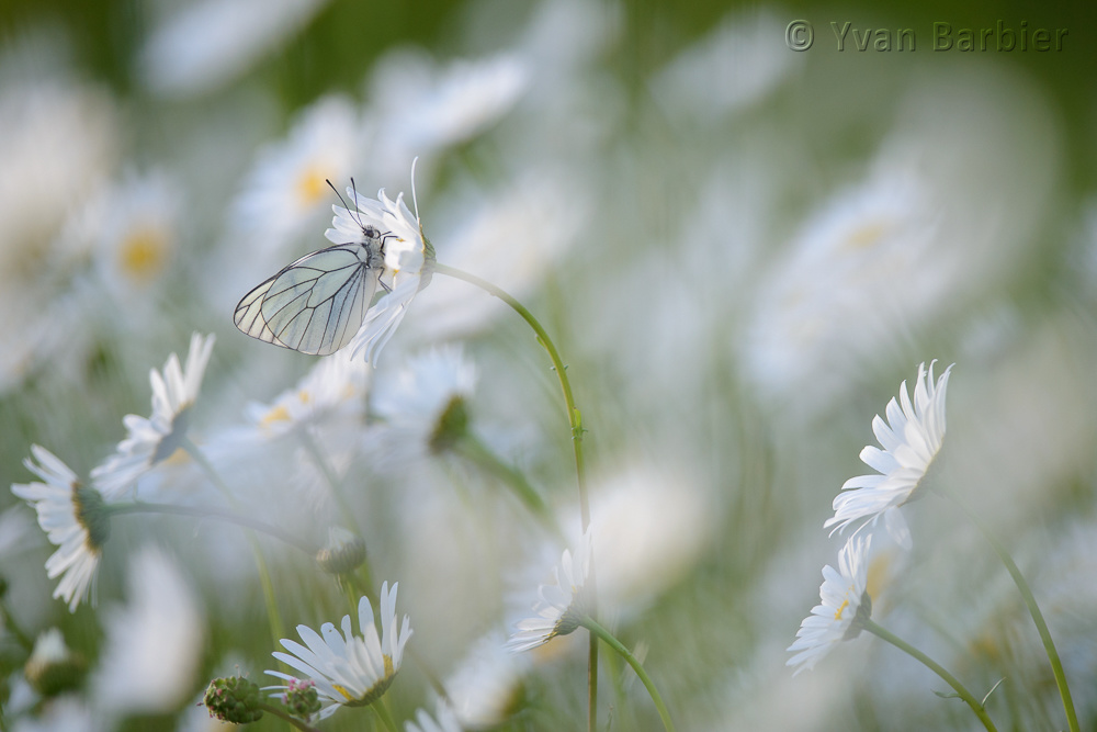 Aporia crataegi