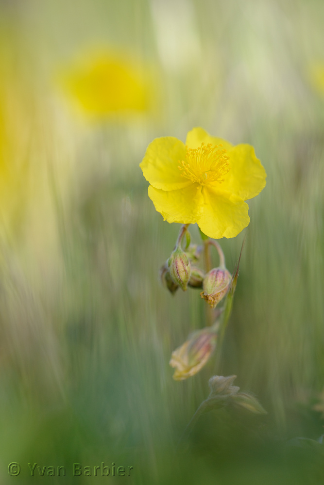 Helianthemum
