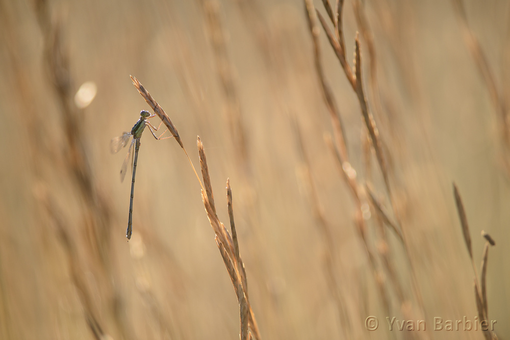Lestes barbarus