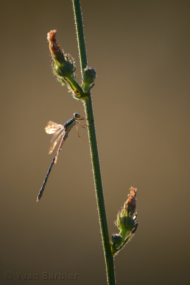 Lestes barbarus