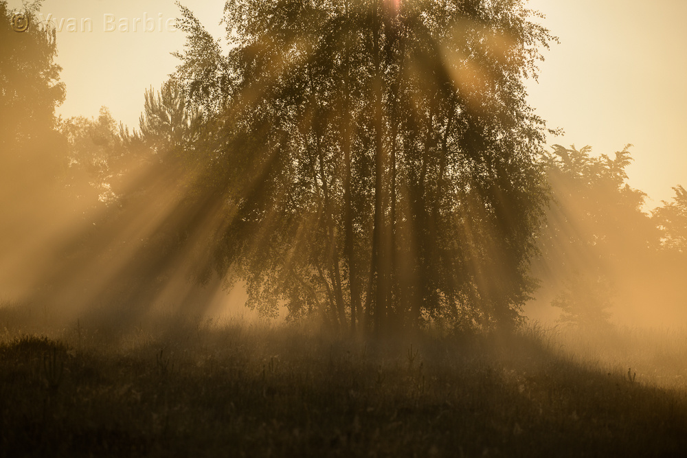 Lumière matinale à travers le feuillage