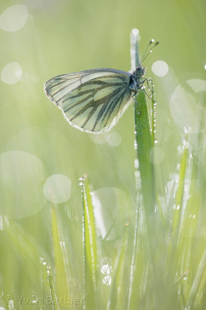 Pieris napi