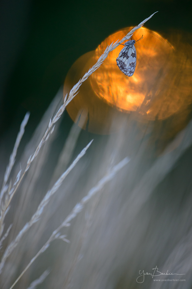 D'or et d'argent