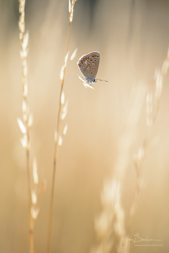 Polyommatus icarus