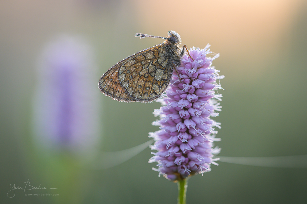 Boloria eunomia