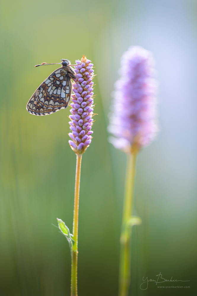 Melitaea diamina