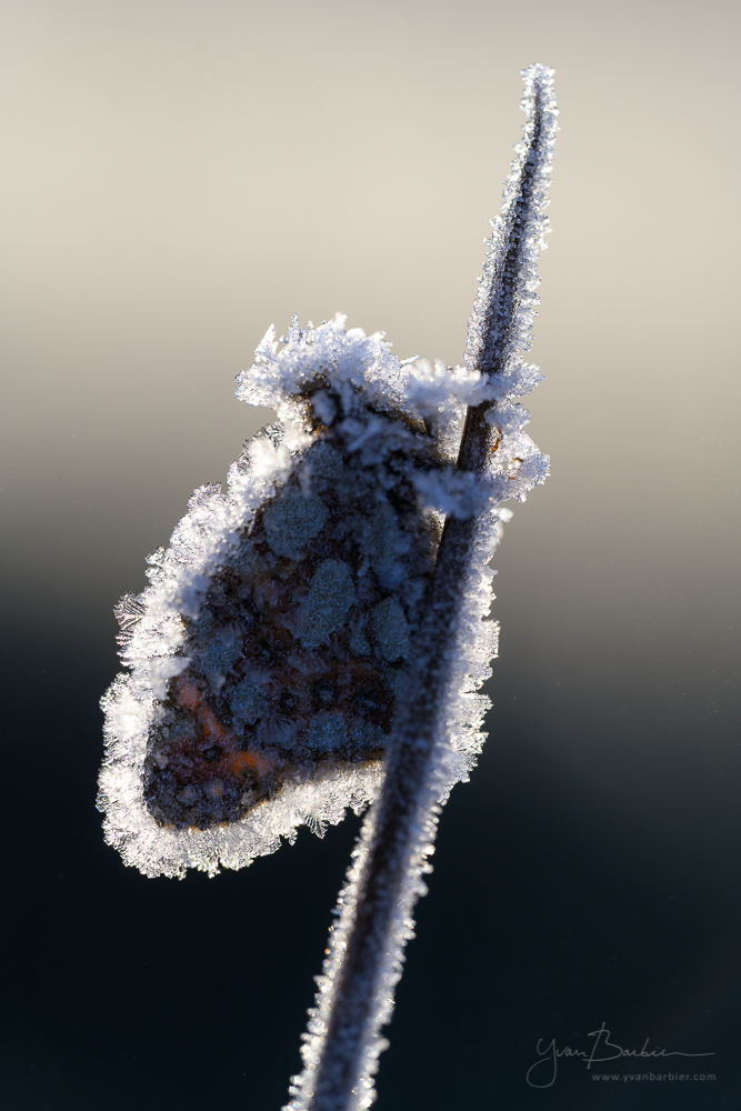 Nacré pris dans le givre (1)