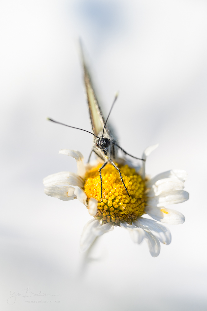Aporia crataegi