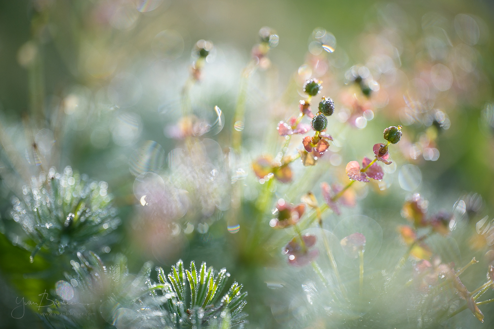 Euphorbia