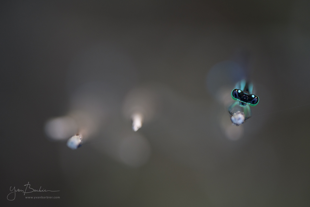 Agrion élégant