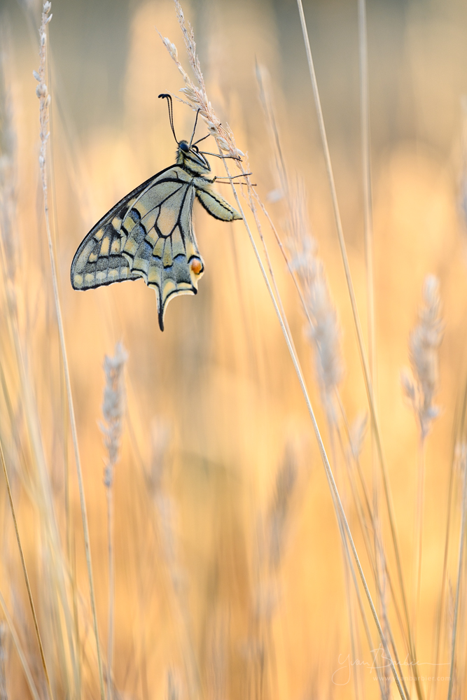 Machaon