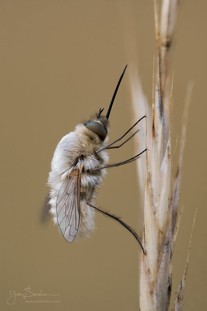Bombyle