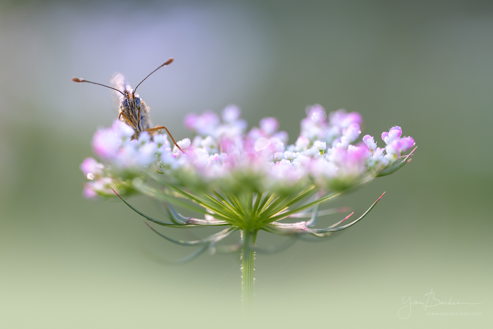 Mélitée ouateuse (2)