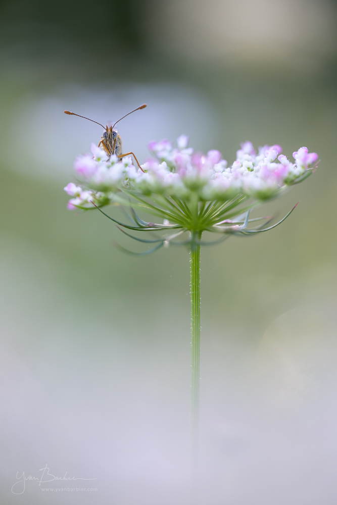 Mélitée ouateuse (1)