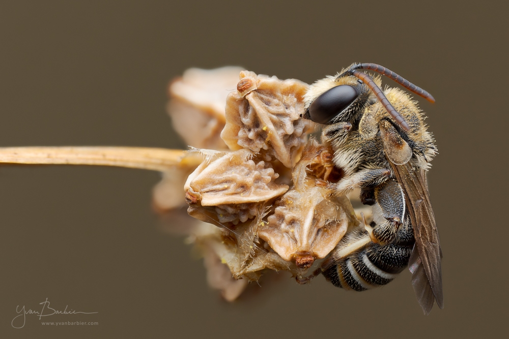 Mini abeille